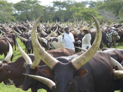 Museveni in his farm