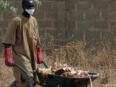 Bird flu infected carcasses being disposed