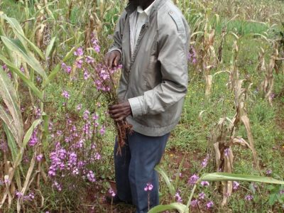 A farmer holding the witchweed