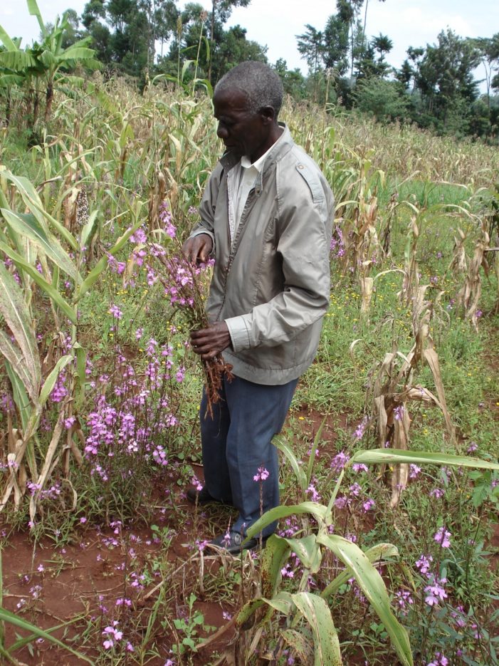 A farmer holding the witchweed